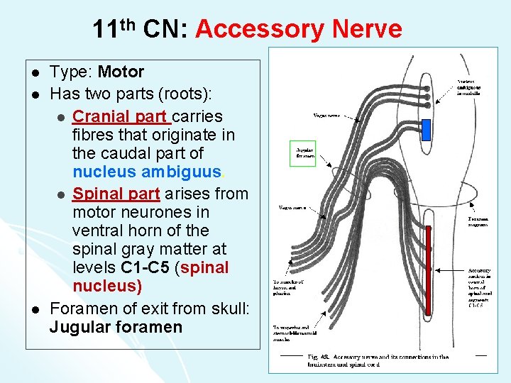 11 th CN: Accessory Nerve l l l Type: Motor Has two parts (roots):