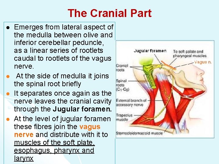 The Cranial Part l l Emerges from lateral aspect of the medulla between olive