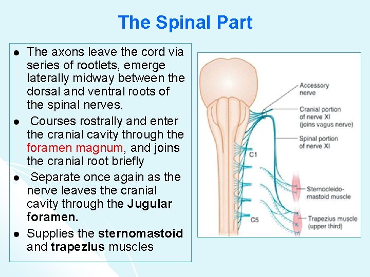The Spinal Part l l The axons leave the cord via series of rootlets,