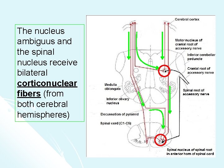 The nucleus ambiguus and the spinal nucleus receive bilateral corticonuclear fibers (from both cerebral