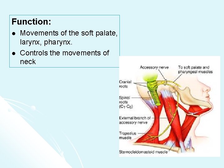 Function: l l Movements of the soft palate, larynx, pharynx. Controls the movements of