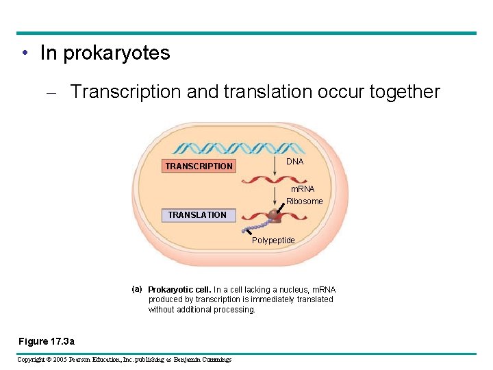  • In prokaryotes – Transcription and translation occur together TRANSCRIPTION DNA m. RNA