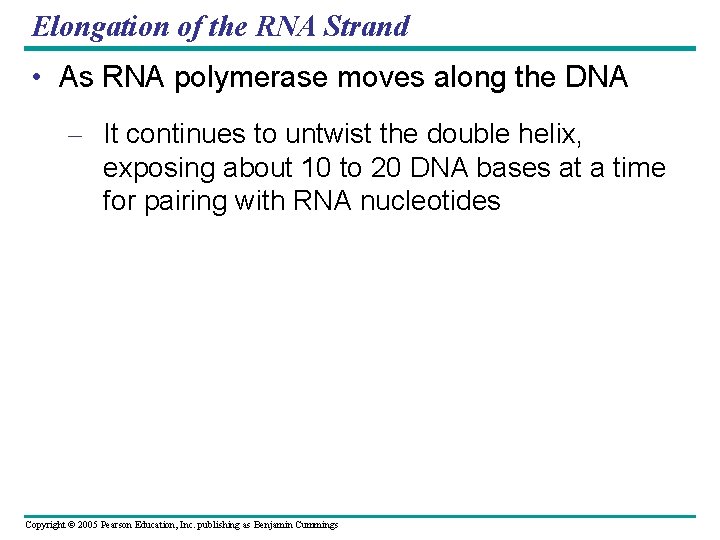 Elongation of the RNA Strand • As RNA polymerase moves along the DNA –