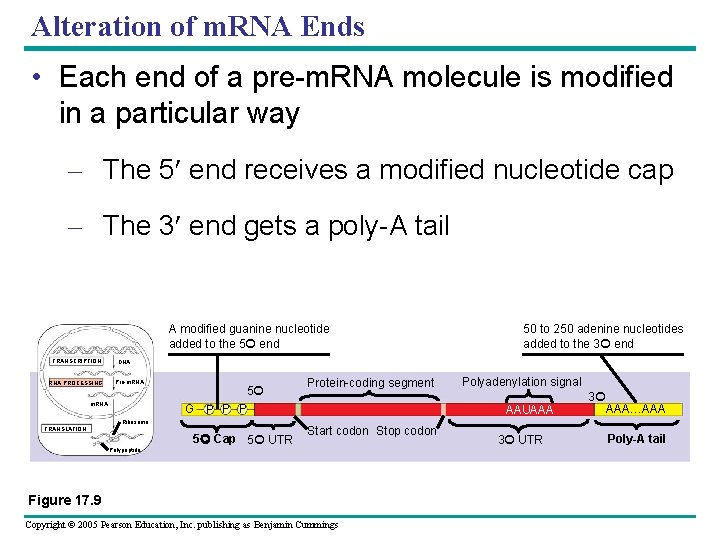 Alteration of m. RNA Ends • Each end of a pre-m. RNA molecule is