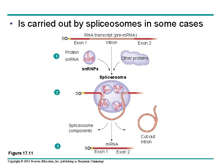  • Is carried out by spliceosomes in some cases 5 1 RNA transcript