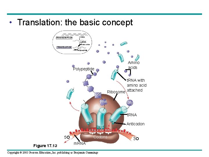  • Translation: the basic concept TRANSCRIPTION DNA m. RNA Ribosome TRANSLATION Polypeptide Amino