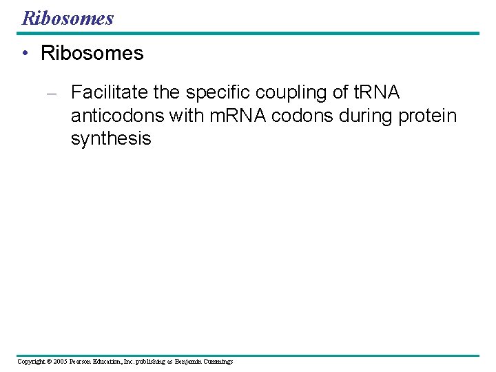 Ribosomes • Ribosomes – Facilitate the specific coupling of t. RNA anticodons with m.