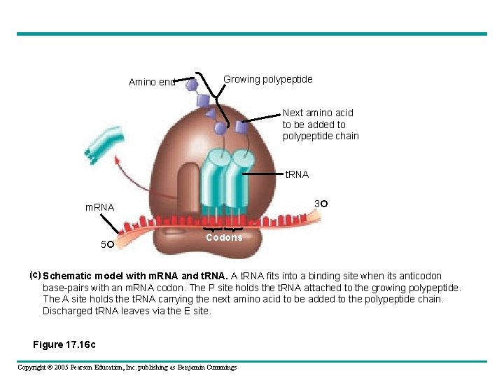 Amino end Growing polypeptide Next amino acid to be added to polypeptide chain t.