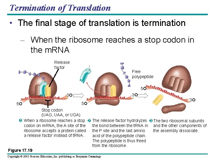 Termination of Translation • The final stage of translation is termination – When the