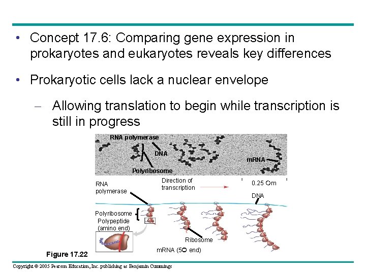  • Concept 17. 6: Comparing gene expression in prokaryotes and eukaryotes reveals key