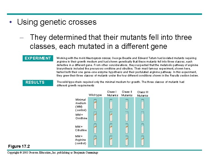  • Using genetic crosses – They determined that their mutants fell into three