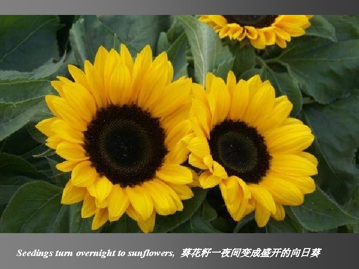 Seedings turn overnight to sunflowers, 葵花籽一夜间变成盛开的向日葵 