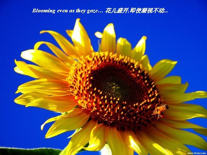 Blooming even as they gaze… 花儿盛开, 即使凝视不动. . . 