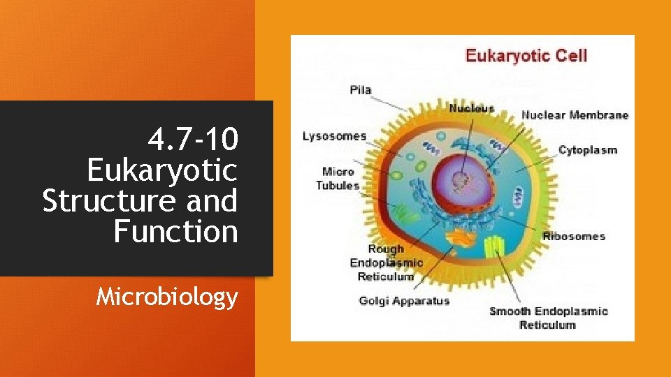 4. 7 -10 Eukaryotic Structure and Function Microbiology 