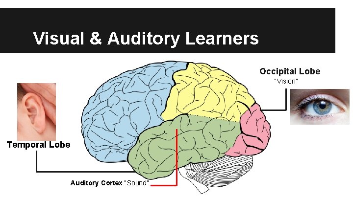Visual & Auditory Learners Occipital Lobe “Vision” Temporal Lobe Auditory Cortex “Sound” 