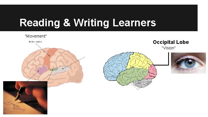 Reading & Writing Learners “Movement” Occipital Lobe “Vision” 