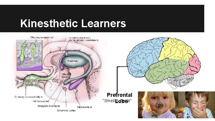 Kinesthetic Learners Prefrontal “Smell Lobe & Taste” 