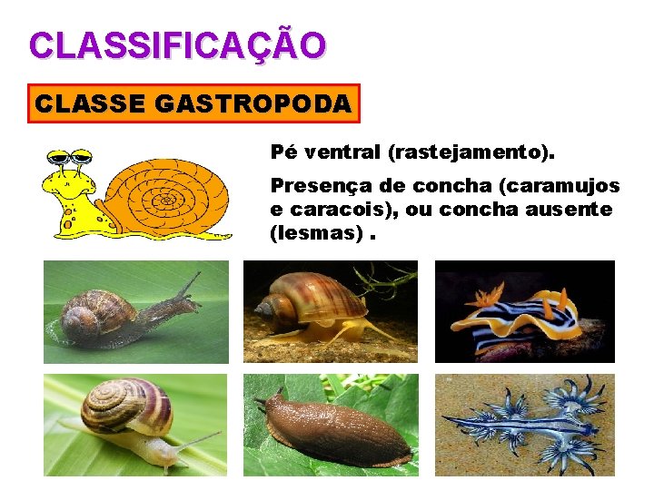 CLASSIFICAÇÃO CLASSE GASTROPODA Pé ventral (rastejamento). Presença de concha (caramujos e caracois), ou concha