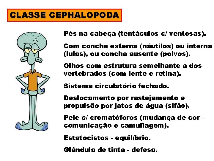 CLASSE CEPHALOPODA Pés na cabeça (tentáculos c/ ventosas). Com concha externa (náutilos) ou interna