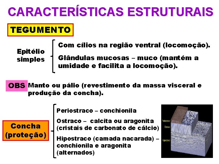 CARACTERÍSTICAS ESTRUTURAIS TEGUMENTO Epitélio simples Com cílios na região ventral (locomoção). Glândulas mucosas –