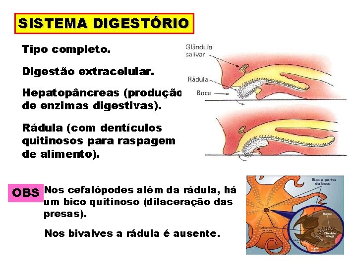 SISTEMA DIGESTÓRIO Tipo completo. Digestão extracelular. Hepatopâncreas (produção de enzimas digestivas). Rádula (com dentículos