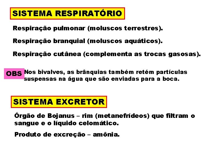 SISTEMA RESPIRATÓRIO Respiração pulmonar (moluscos terrestres). Respiração branquial (moluscos aquáticos). Respiração cutânea (complementa as