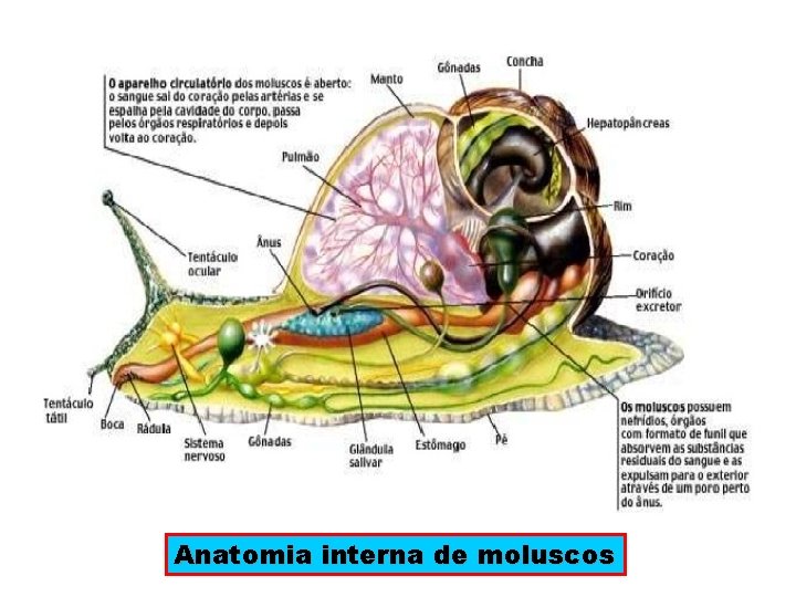 Anatomia interna de moluscos 
