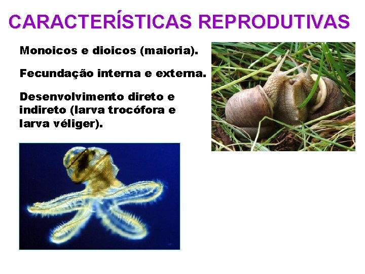 CARACTERÍSTICAS REPRODUTIVAS Monoicos e dioicos (maioria). Fecundação interna e externa. Desenvolvimento direto e indireto