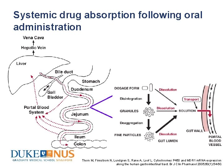 Systemic drug absorption following oral administration Thorn M, Finnstrom N, Lundgren S, Rane A,