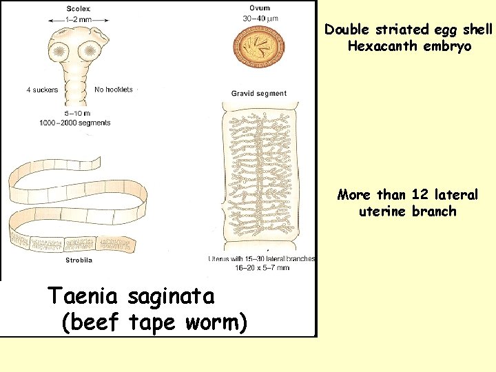 Double striated egg shell Hexacanth embryo More than 12 lateral uterine branch Taenia saginata Double striated egg shell Hexacanth embryo More than 12 lateral uterine branch Taenia saginata