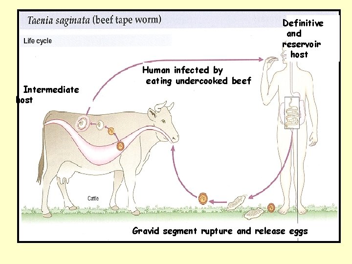Definitive and reservoir host Intermediate host Human infected by eating undercooked beef Gravid segment Definitive and reservoir host Intermediate host Human infected by eating undercooked beef Gravid segment