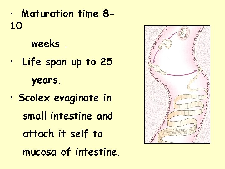 • Maturation time 8 - 10 weeks. • Life span up to 25 • Maturation time 8 - 10 weeks. • Life span up to 25