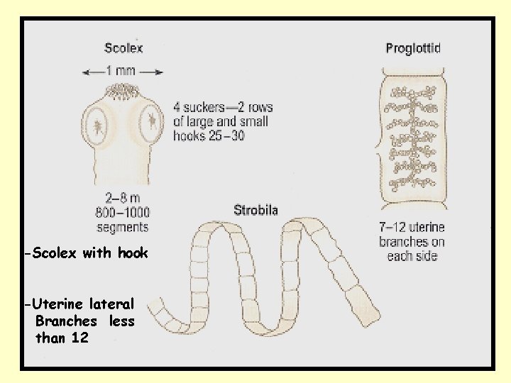 -Scolex with hook -Uterine lateral Branches less than 12 -Scolex with hook -Uterine lateral Branches less than 12