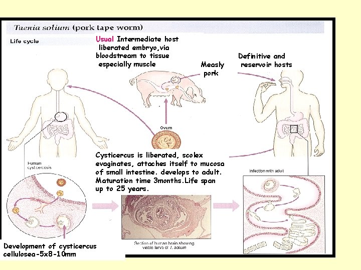 Usual Intermediate host liberated embryo, via bloodstream to tissue especially muscle Measly pork Cysticercus Usual Intermediate host liberated embryo, via bloodstream to tissue especially muscle Measly pork Cysticercus