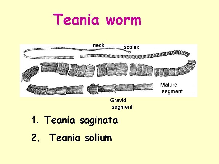 Teania worm neck scolex Mature segment Gravid segment 1. Teania saginata 2. Teania solium Teania worm neck scolex Mature segment Gravid segment 1. Teania saginata 2. Teania solium