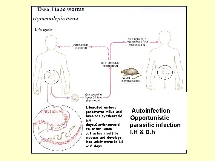 Liberated embryo penetrates villus and becomes cysticercoid in 4 days. Cysticrcercoid re-enter lumen , Liberated embryo penetrates villus and becomes cysticercoid in 4 days. Cysticrcercoid re-enter lumen ,
