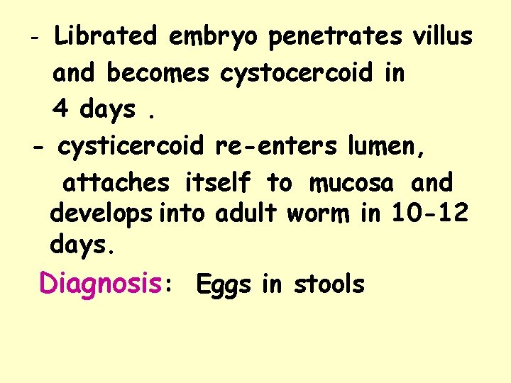 - Librated embryo penetrates villus and becomes cystocercoid in 4 days. - cysticercoid re-enters - Librated embryo penetrates villus and becomes cystocercoid in 4 days. - cysticercoid re-enters