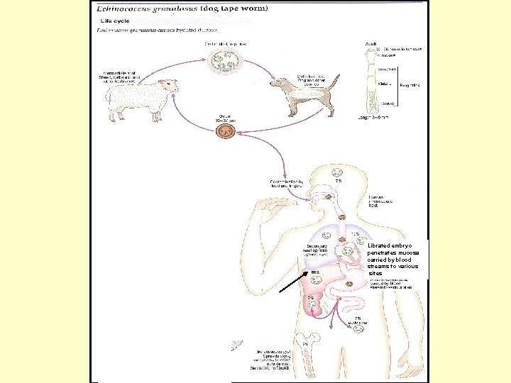 Librated embryo penetrates mucosa carried by blood streams to various sites Librated embryo penetrates mucosa carried by blood streams to various sites