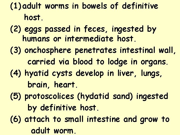 (1) adult worms in bowels of definitive host. (2) eggs passed in feces, ingested (1) adult worms in bowels of definitive host. (2) eggs passed in feces, ingested