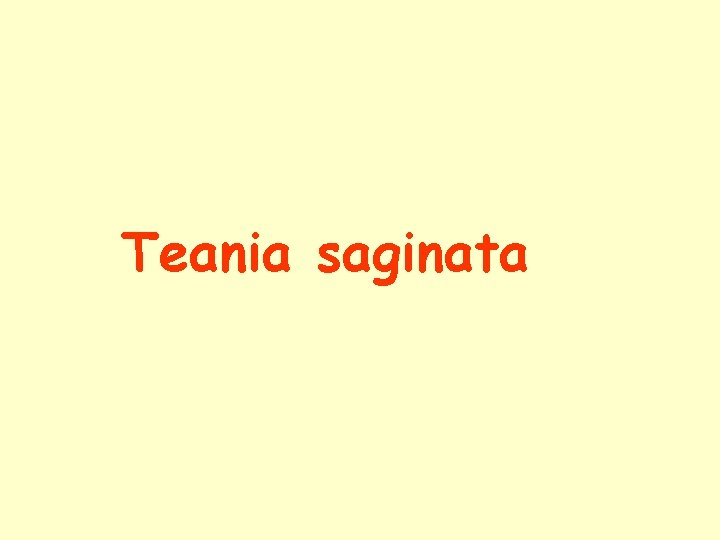 Teania saginata Teania saginata
