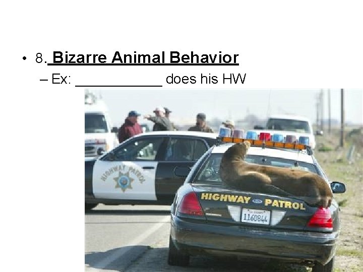  • 8. Bizarre Animal Behavior – Ex: ______ does his HW 