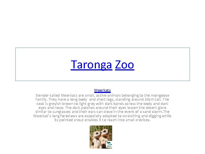 Taronga Zoo Meerkats Slender-tailed Meerkats are small, active animals belonging to the mongoose family.