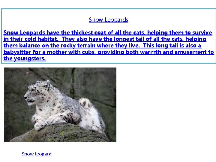 Snow Leopards have thickest coat of all the cats, helping them to survive in