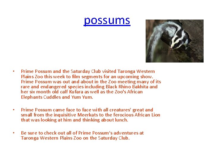 possums • Prime Possum and the Saturday Club visited Taronga Western Plains Zoo this