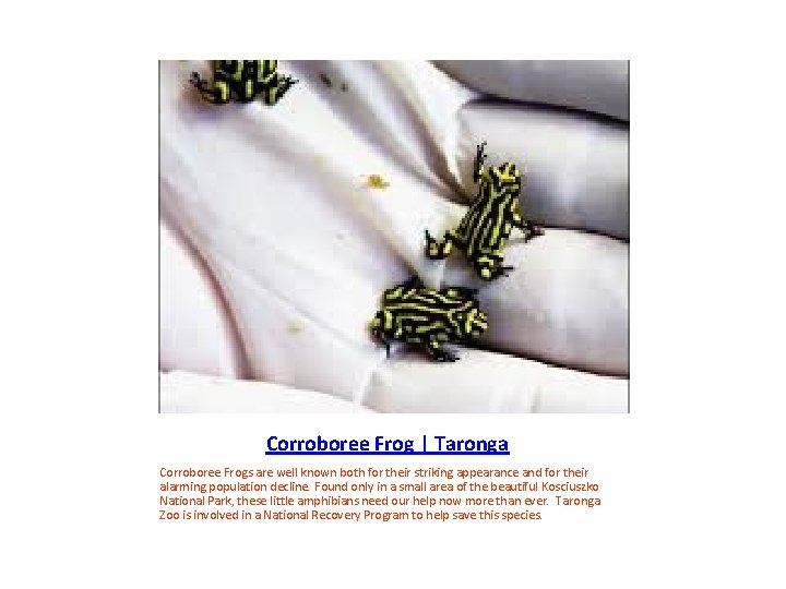 Corroboree Frog | Taronga Corroboree Frogs are well known both for their striking appearance
