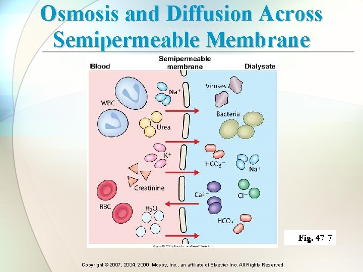 Osmosis and Diffusion Across Semipermeable Membrane Fig. 47 -7 Copyright © 2007, 2004, 2000,