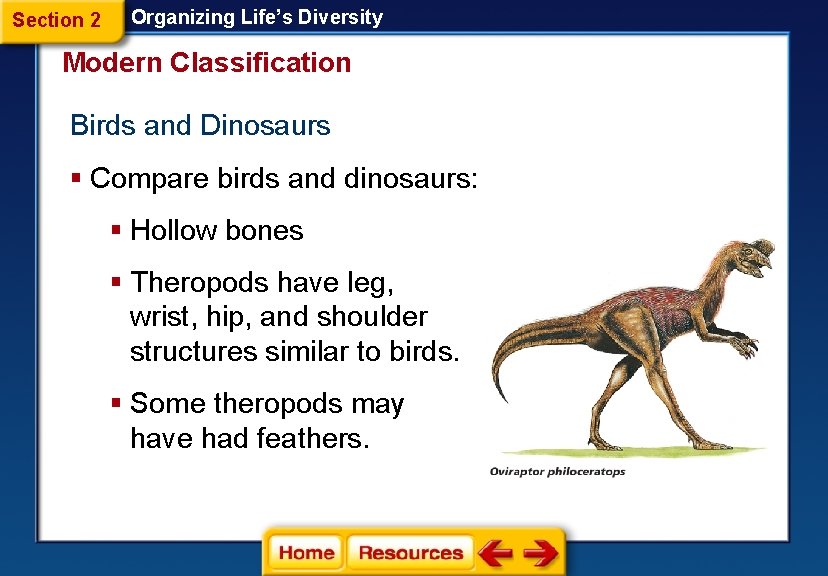 Section 2 Organizing Life’s Diversity Modern Classification Birds and Dinosaurs § Compare birds and