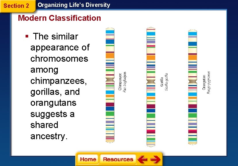 Section 2 Organizing Life’s Diversity Modern Classification § The similar appearance of chromosomes among