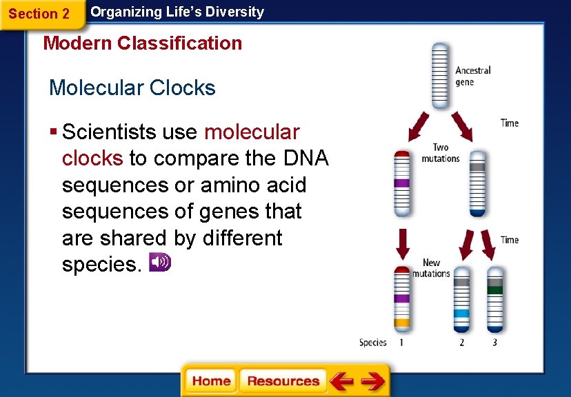 Section 2 Organizing Life’s Diversity Modern Classification Molecular Clocks § Scientists use molecular clocks