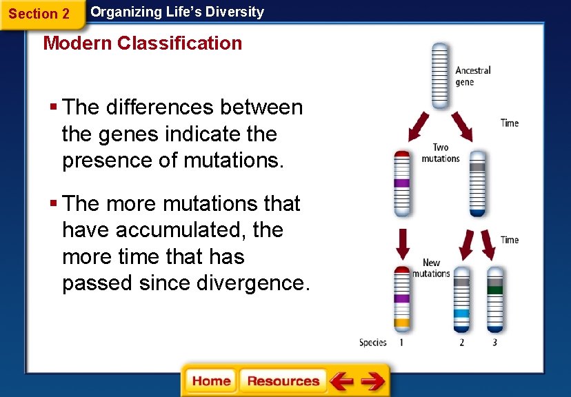 Section 2 Organizing Life’s Diversity Modern Classification § The differences between the genes indicate